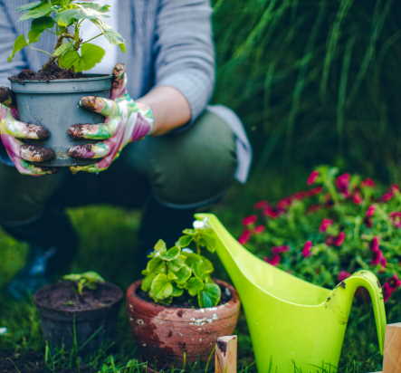 gardening